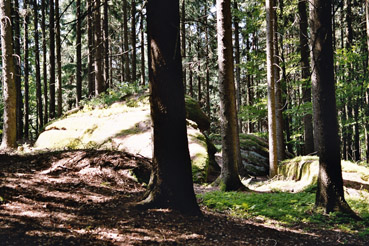 Wald mit Findlingsstein bei Rechberg 