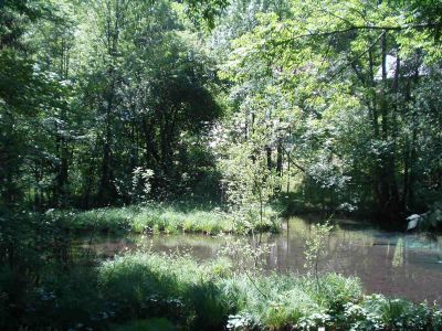 Naturnaher Teich in Lauffen 