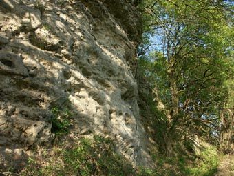Ausgewitterter Sandsteinfels mit Hainbuchen-Feldahornumrahmung in Thurnhof bei Perg.