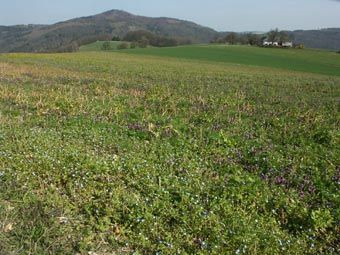 Blütenreiche Frühlings-Segetalflur vor Maisbau; bei Steyregg.