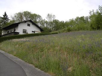 Salbei-Glatthaferwiese auf früherer Ackerterrasse, nun wie zahlreiche Blumen- und Magerwiesen Bauerwartungsland; Mühlbachtal bei Wilhering.