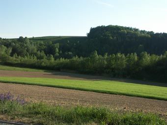 Großflächige Pioniergehölze (mit Schilfröhrichten) kennzeichnen das Kaolinabbauareal in Weinzierl bei Perg.