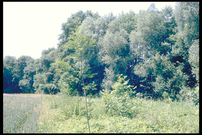 Galeriewald entlang des Welser Mühlbaches 