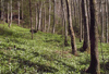Geophytenreicher Grabenwald im Großkohlergraben auf der orographisch rechten Talseite, 3 km südsüdöstlich Kleinraming 