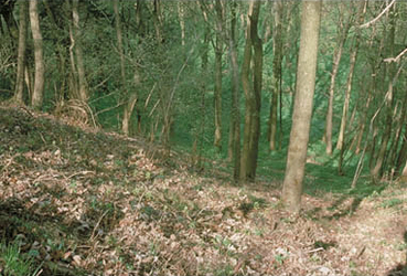 Naturschutzgebiet Hangwald Puckinger Leiten 