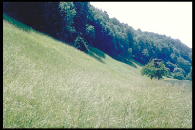 Bewaldete Geländekante der Traunleiten