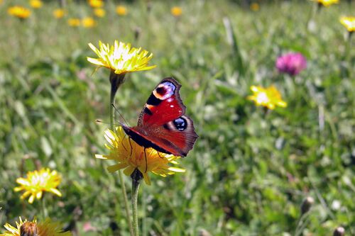 Schmetterling sitzt auf einer Blume inmitten einer Wiese