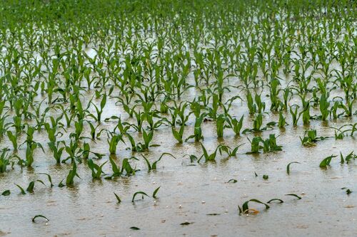 überflutetes Maisfeld