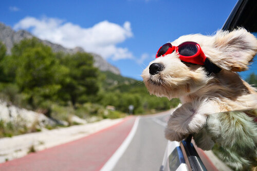 Kleiner Hund mit roter Brille guckt aus dem Fenster eines fahrenden Autos