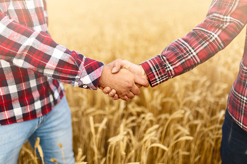 Zwei Männer schütteln sich in einem Getreidefeld die Hände  
