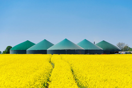Biogasanlage hinter einem gelb blühenden Rapsfeld 