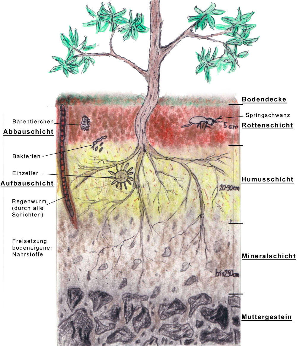 Die Abbildung zeigt einen typischen Bodenaufbau