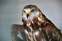 Falke in Großaufnahme (Foto: Wodicka/Bilderbox)