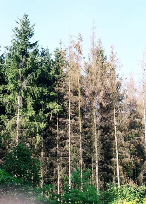 Waldausschnitt mit starkem Borkenkäferbefall