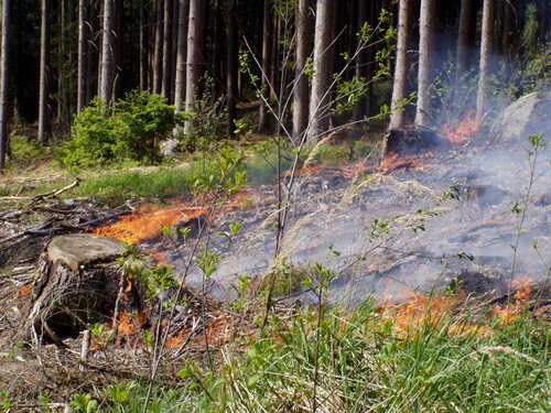 Waldboden in Flammen