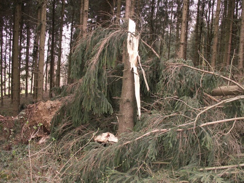 Sturmschäden im Wald