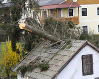 Gebäudeschaden durch einen Baum 