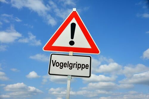 Vogelgrippe