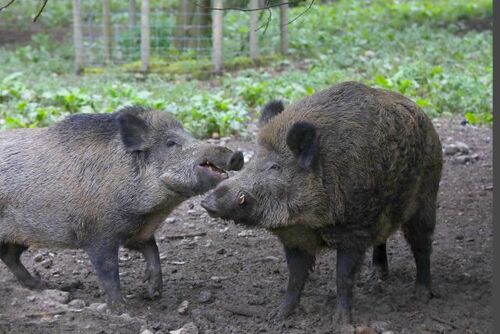 Wildschweine