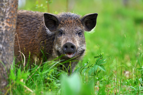 Wildschwein