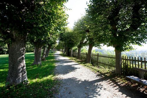 Baumallee - Schloßpark Enns