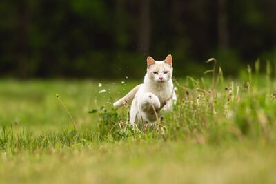 weiße Haustierkatze läuft durch langes Gras