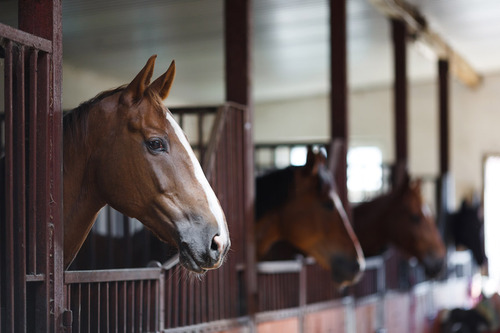 Pferde im Stall