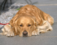 Golden Retriever (Foto: Erwin Wodicka/Bilderbox.com) 