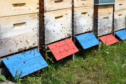 Bienenstöcke auf einer Wiese