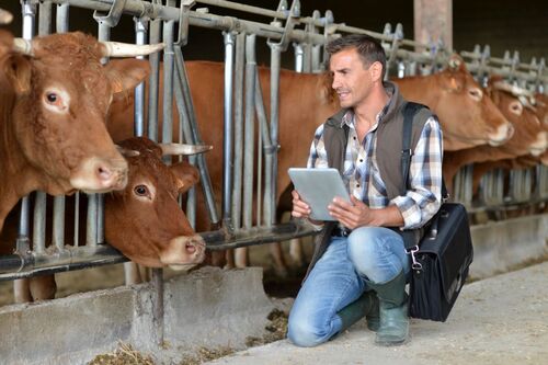 Tierarzt im Kuhstall mit IPad