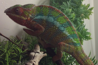 Pantherchamäleon (Furcifer pardalis)
