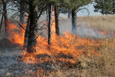 Feuer am Waldesrand