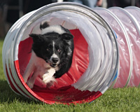 Border Colli kommt aus dem Tunnel (Foto: 4pfoten-design - Fotolia.com) 