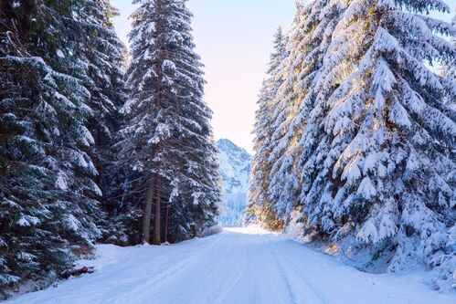 Winterwald