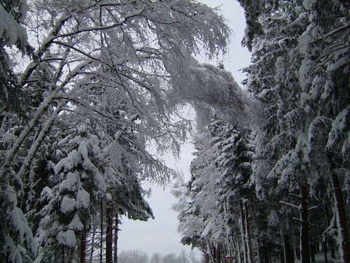 Winter Wald