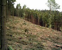 Wald-Aufforstung 