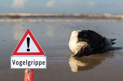 bhsd_vogelgrippe