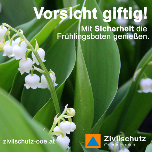 giftige Pflanzen
