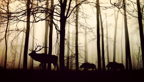 Wildtiere im Nebel