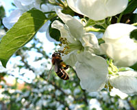 Honigbiene an einer Blume