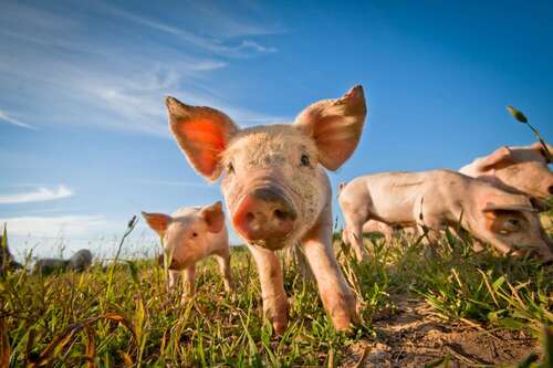 mehrere Schweine auf der Wiese