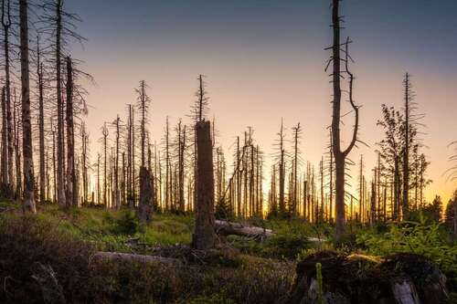 Wald Wiederaufforstung notwendig