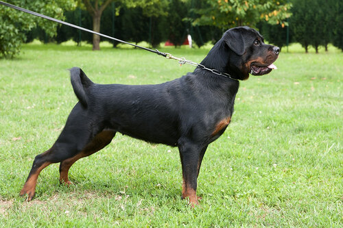 Hund an der Leine in einem Park