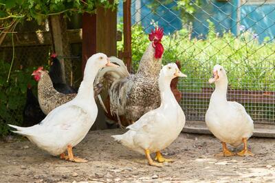 Enten und Hühner