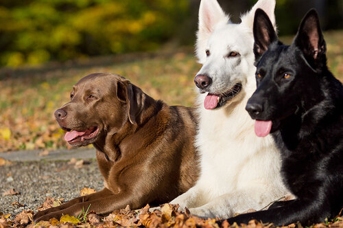 brauner Labrador und zwei Schäferhunde