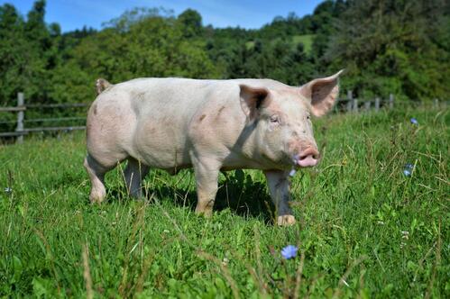 Schwein auf der Wiese