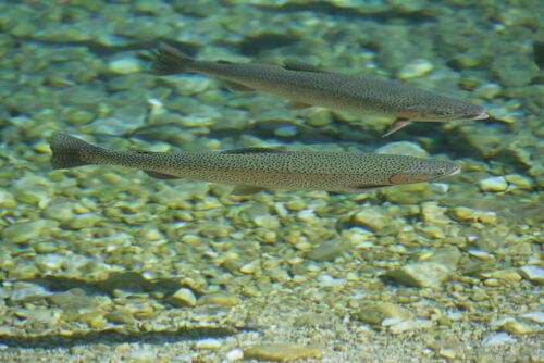 zwei Fische in kristallklarem Wasser