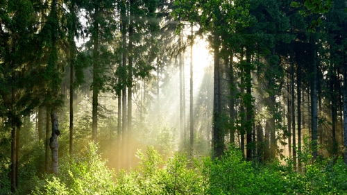 Wald bei Sonnenaufgang