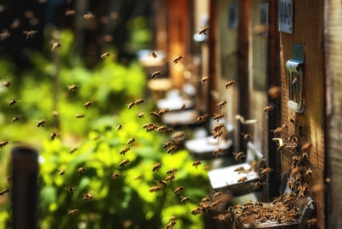 Bienen im Anflug zum Bienenstock
