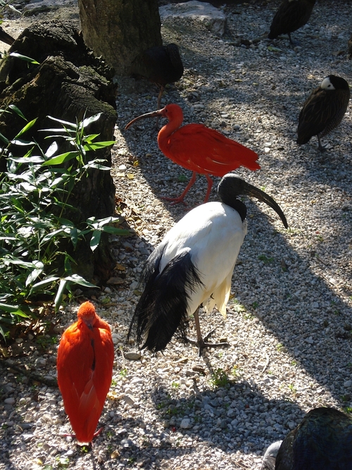 Mehrere Ibis-Vögel im Zoo Schmiding in Krenglbach 